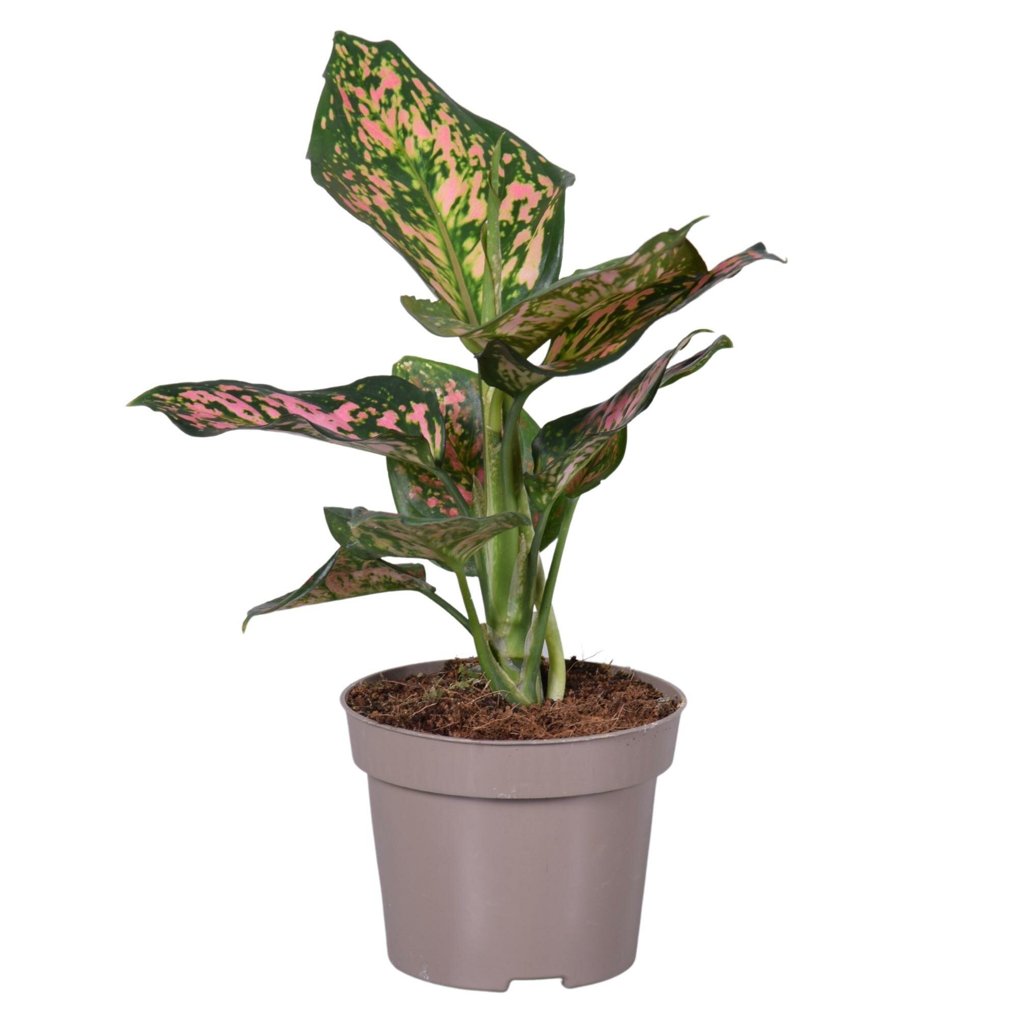 Аглаонема Споттед Стар - Aglaonema Spotted Star D12 H35