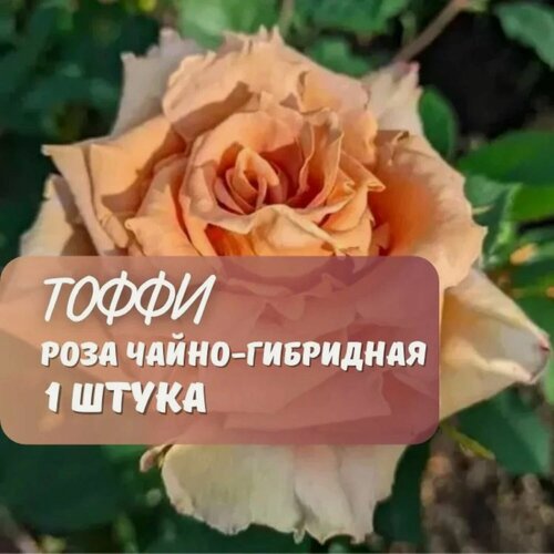 Изображение товара Роза чайно-гибридная "Тоффи" , многолетняя, 1 саженец, ЗКС, высота 30-50см