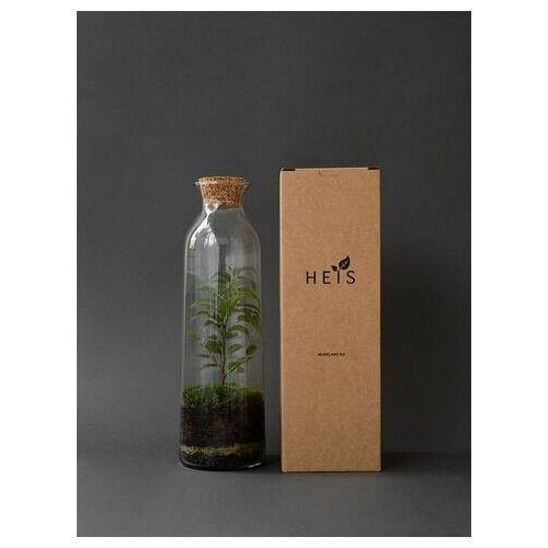 Фикус Бенджамина Classic S Long