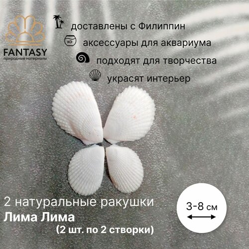 Натуральные морские ракушки FANTASY Лима Лима, 2 шт. (2 створки - 3-5 см, 2 створки - 5-8 см)