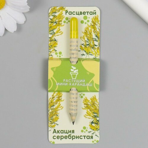 Растущие карандаши mini Расцветай Акация серебристая растущие карандаши акация белая 1 шт