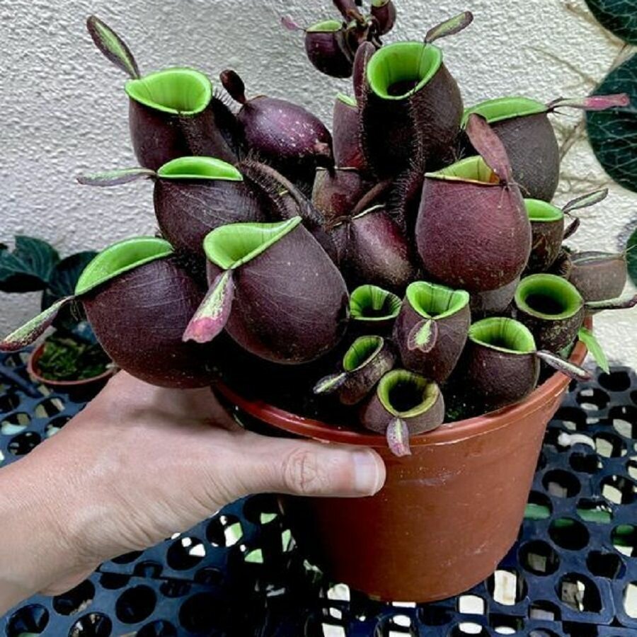 Непентес Ампулярия, Nepenthes Аmpullaria, насекомоядное растение, семена