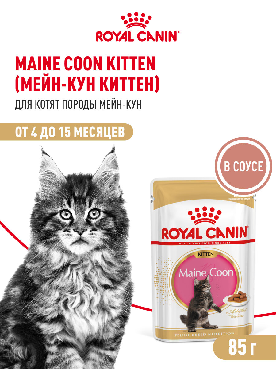 Влажный корм для котят Royal Canin Kitten для породы мейн кун кусочки в соусе, 28 шт по 85 г — фото 1