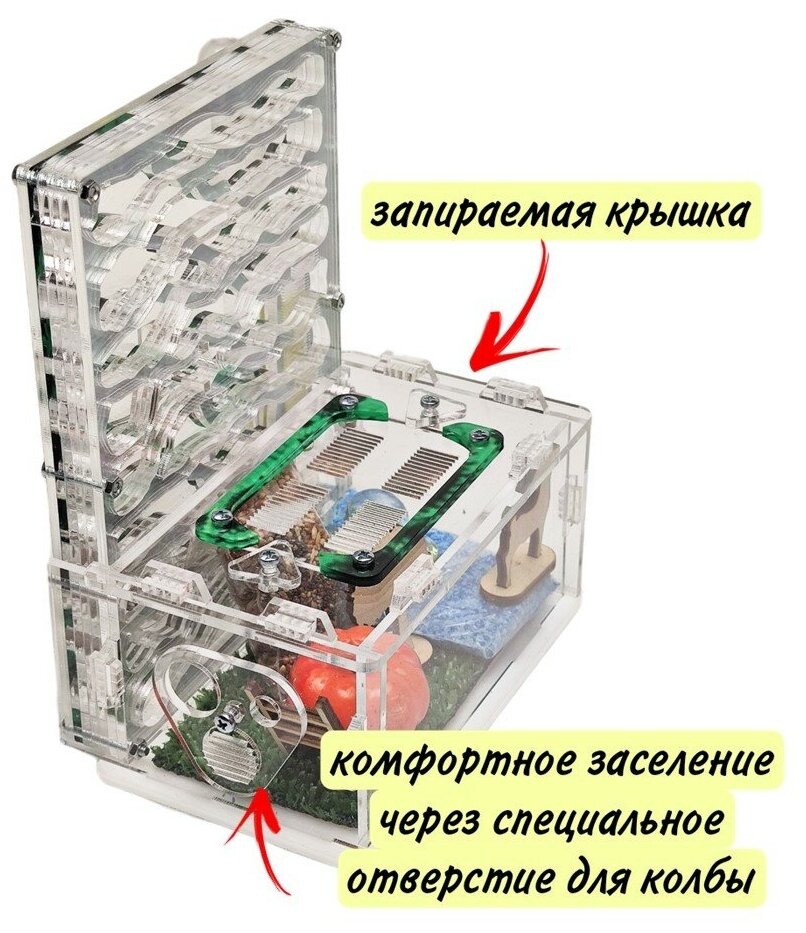 Большая вертикальная муравьиная ферма Мята - фотография № 2