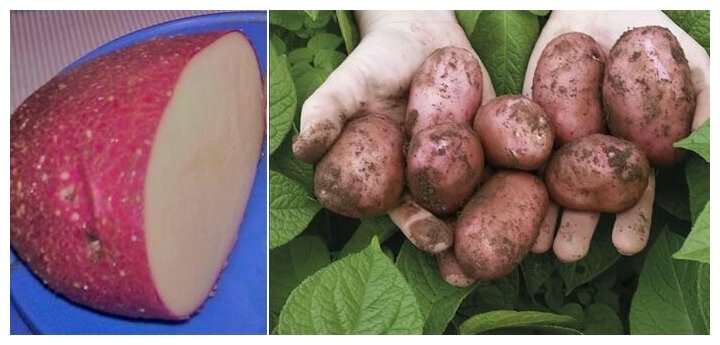 Картофель семенной селекционный сортовой Сарпо Мира клубни 1 кг - фотография № 1
