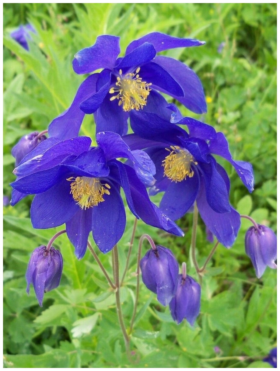 Семена Аквилегия водосбор микс (Aquilegia) 20 штук