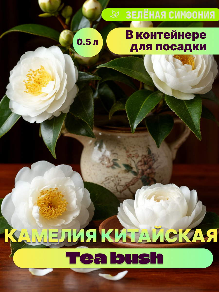 Камелия китайская - Чайный куст (саженец ЗКС - контейнер 06 л)/ для дачи сада дома и балкона