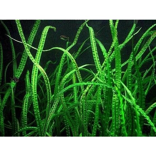 Криптокорина балансе(Cryptocoryne balansae) криптокорина балансе cryptocoryne balansae