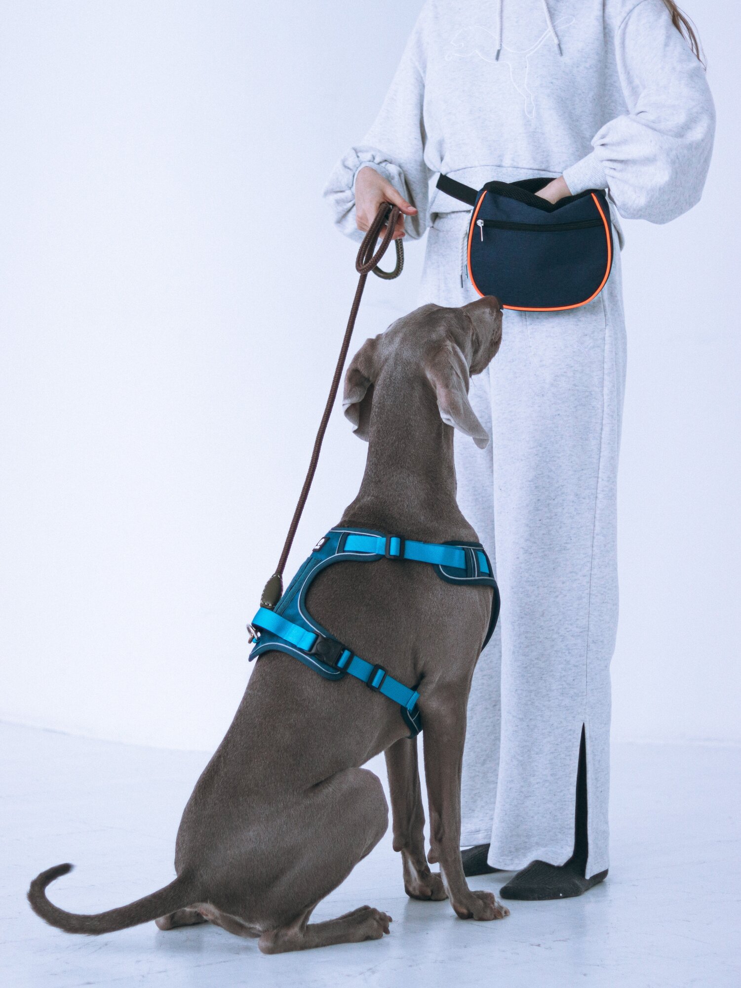 Шлейка синяя М для собак прогулочная Лилуша - фотография № 1
