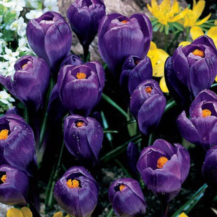 Луковицы Крокус FLOWER RECORD ( 10 шт )