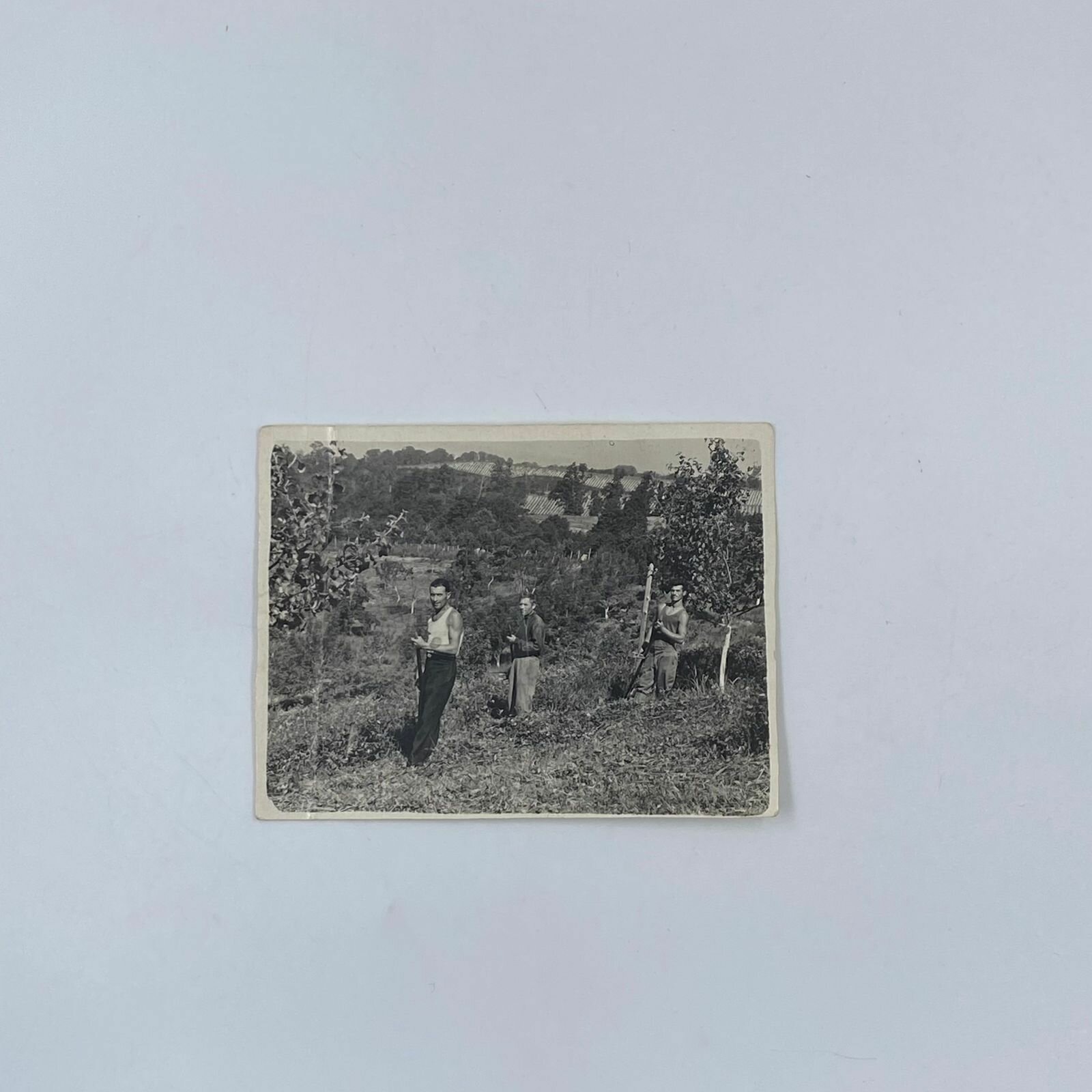 Гравюра винтажная Фотография "Кошение травы ручными косами" п. Якорная щель 1954г. СССР