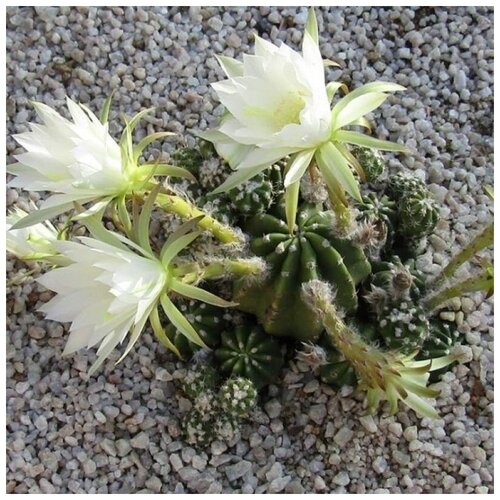 Семена Орешка Суккулент Кактус Echinopsis subdenudata 10 шт.