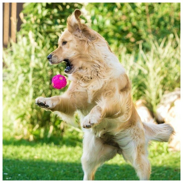 Пижон Квакающий мяч для собак, жёсткий, 7,5 см, розовый - фотография № 5