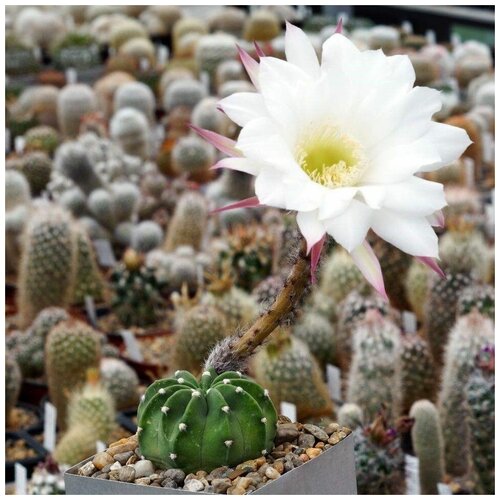 Семена Орешка Суккулент Кактус Echinopsis leucantha VG-299 10 шт. семена орешка суккулент кактус rebutia xanthocarpa vg 105 10 шт