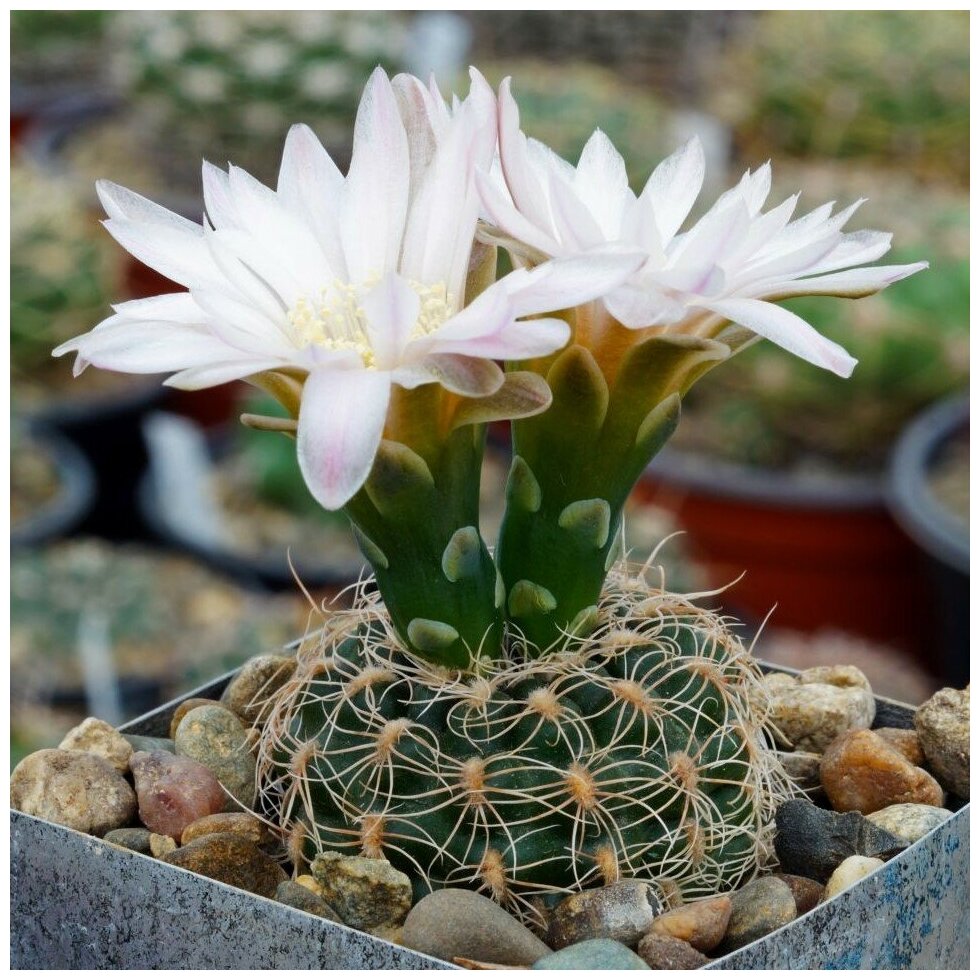 Семена Орешка Суккулент Кактус Gymnocalycium bruchii VG-278 10 шт.