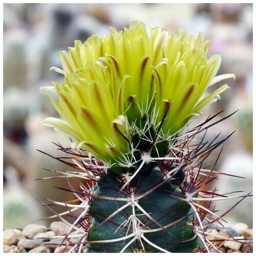 Семена Орешка Суккулент Кактус Echinocereus davisii 10 шт.