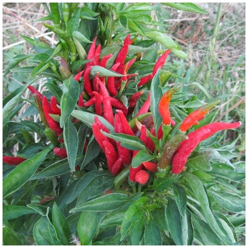Семена Орешка Острый перец thai dragon red 5 шт.