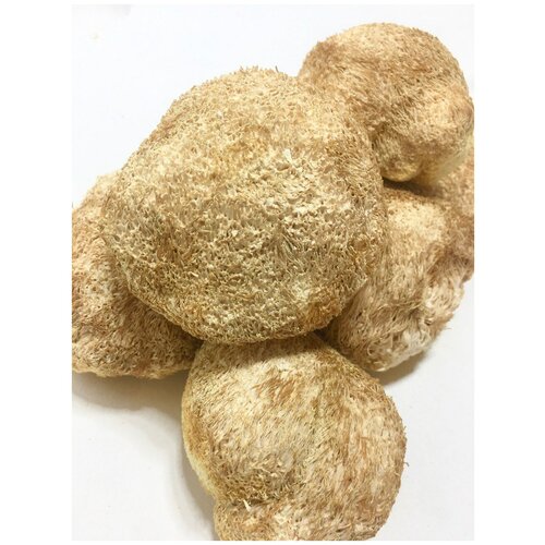 Гриб Ежовик Гребенчатый / Lions Mane / Hericium Erinaceus / SOLNECHNYI SHIVA Superfood / Сушеные грибы 1 кг / Сильный ум, иммунитет