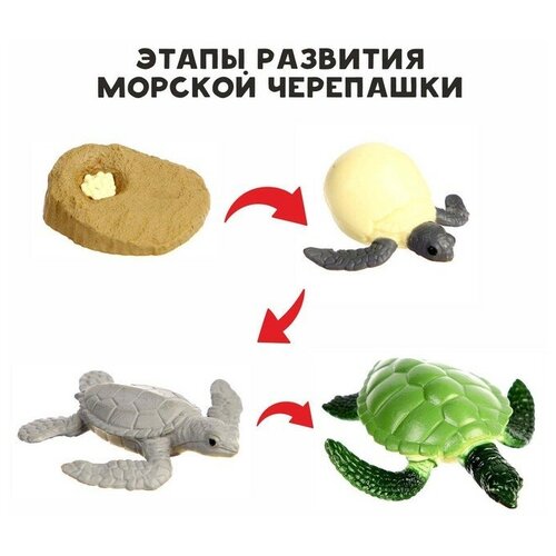 Обучающий набор «Этапы развития морской черепашки» 4 фигурки обучающий набор этапы развития семечка 4 фигурки