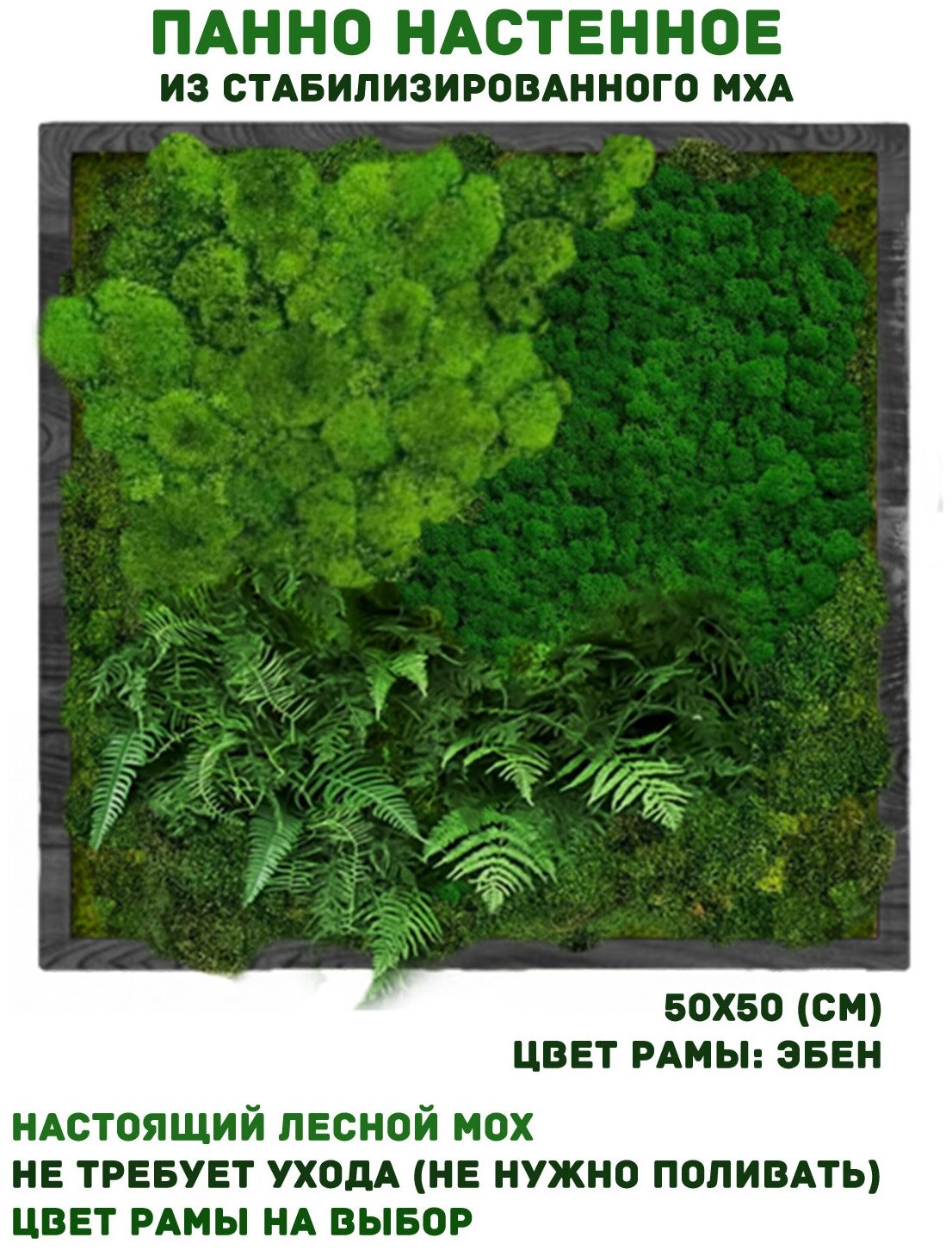 Панно из стабилизированно мха GardenGo в рамке цвета эбен, 50х50 см, цвет мха зеленый