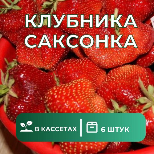 Клубника Саксонка Крупноплодная поздний сорт 6 штук саженцев клубника вима ксима крупноплодный сорт 25 штук саженцев