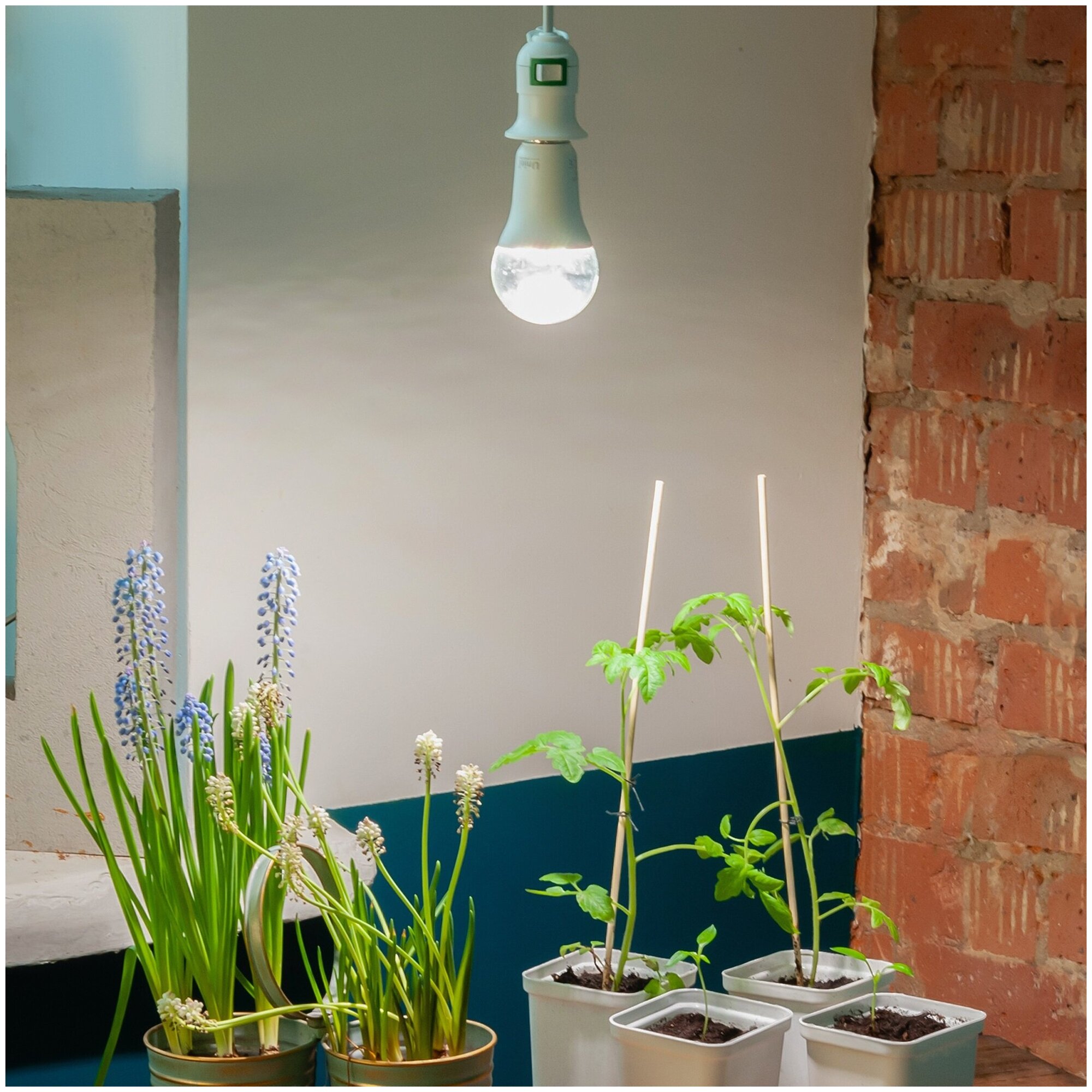 Фито лампа Uniel светодиодная для растений рассады цветов A60 E27 15W 20мкмоль/с 60x130 прозрачная LED-A60-15W/SPFB/E27/CL - фотография № 2