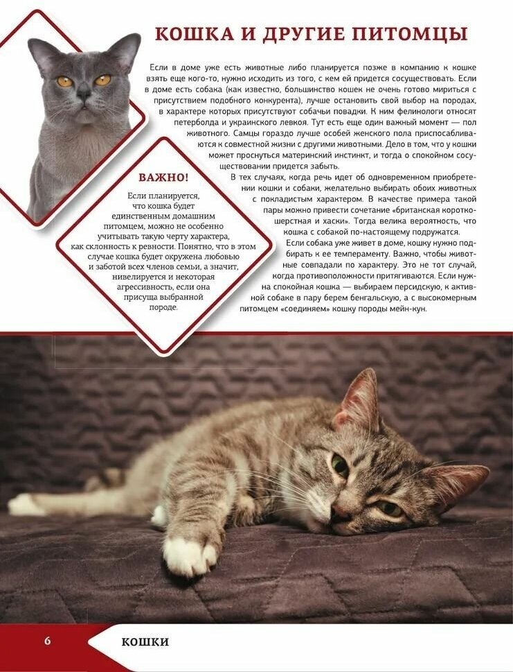 Большая энциклопедия о кошках и собаках - фото №3
