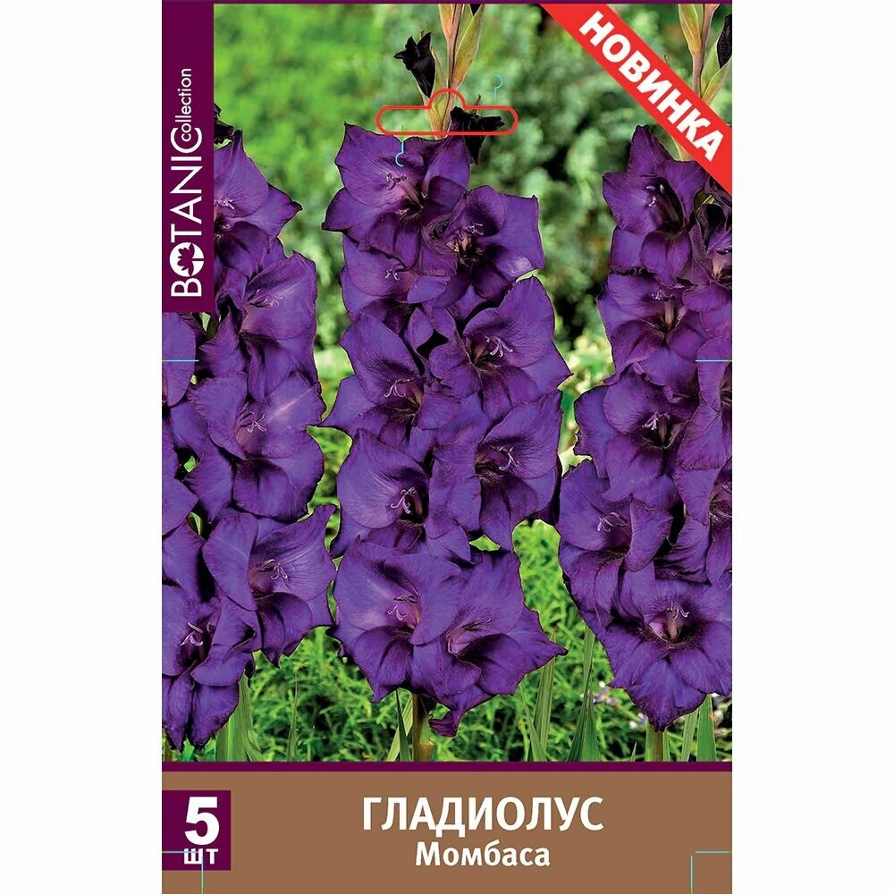 Гладиолус крупноцветковый Момбаса 5 шт