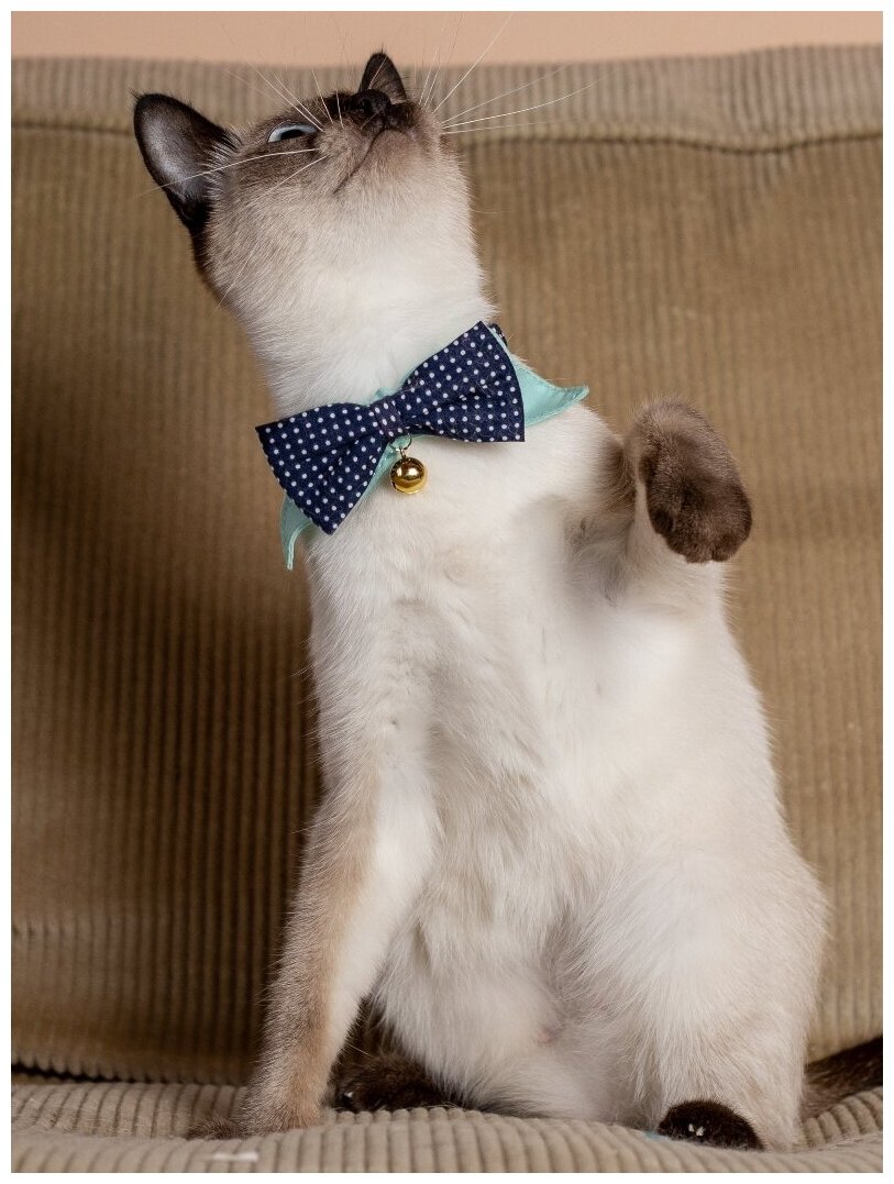Безопасный праздничный ошейник-Чокер Japan Premium Pet для стильного модника с системой защиты от удушения, синий, размер 3S - фотография № 3