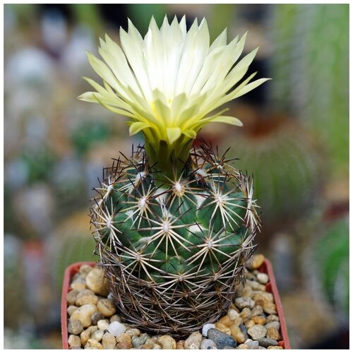 Семена Орешка Суккулент Кактус Coryphantha radians v. bernalensis PAN-110 10 шт.