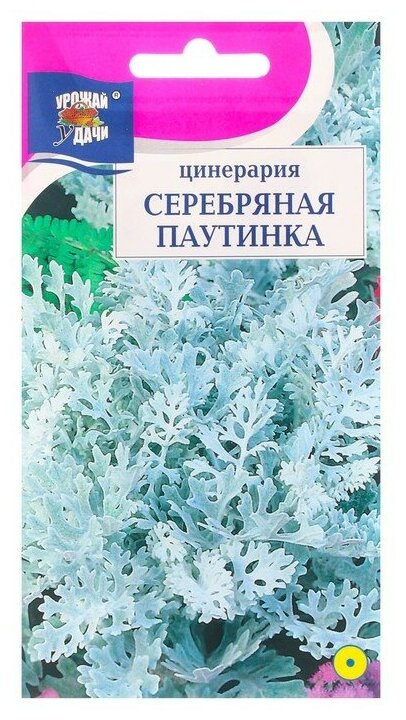 Семена цветов "Урожай удачи" Цинерария "Серебряная паутинка", 0,1 г./В упаковке шт: 2