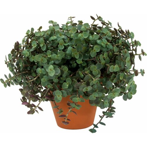 Растение Каллизия ползучая 25 см 599₽