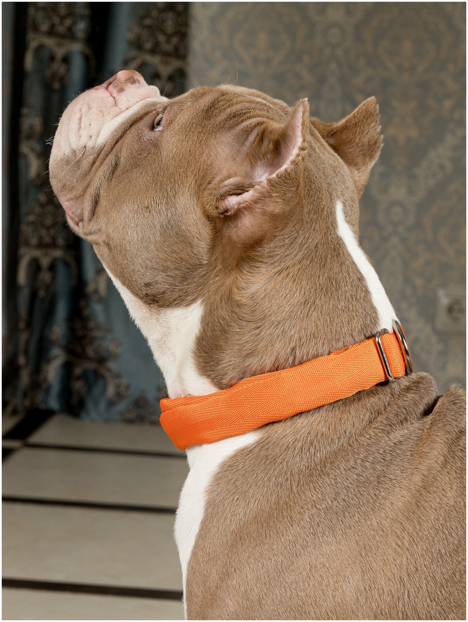 Воздушный ошейник Japan Premium Pet для активных и серьёзных собак, размер L (цвет: оранжевый) - фотография № 3