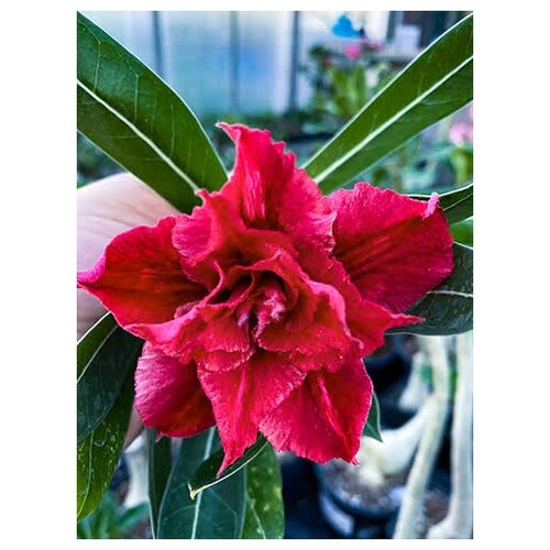 Адениум ЛА111