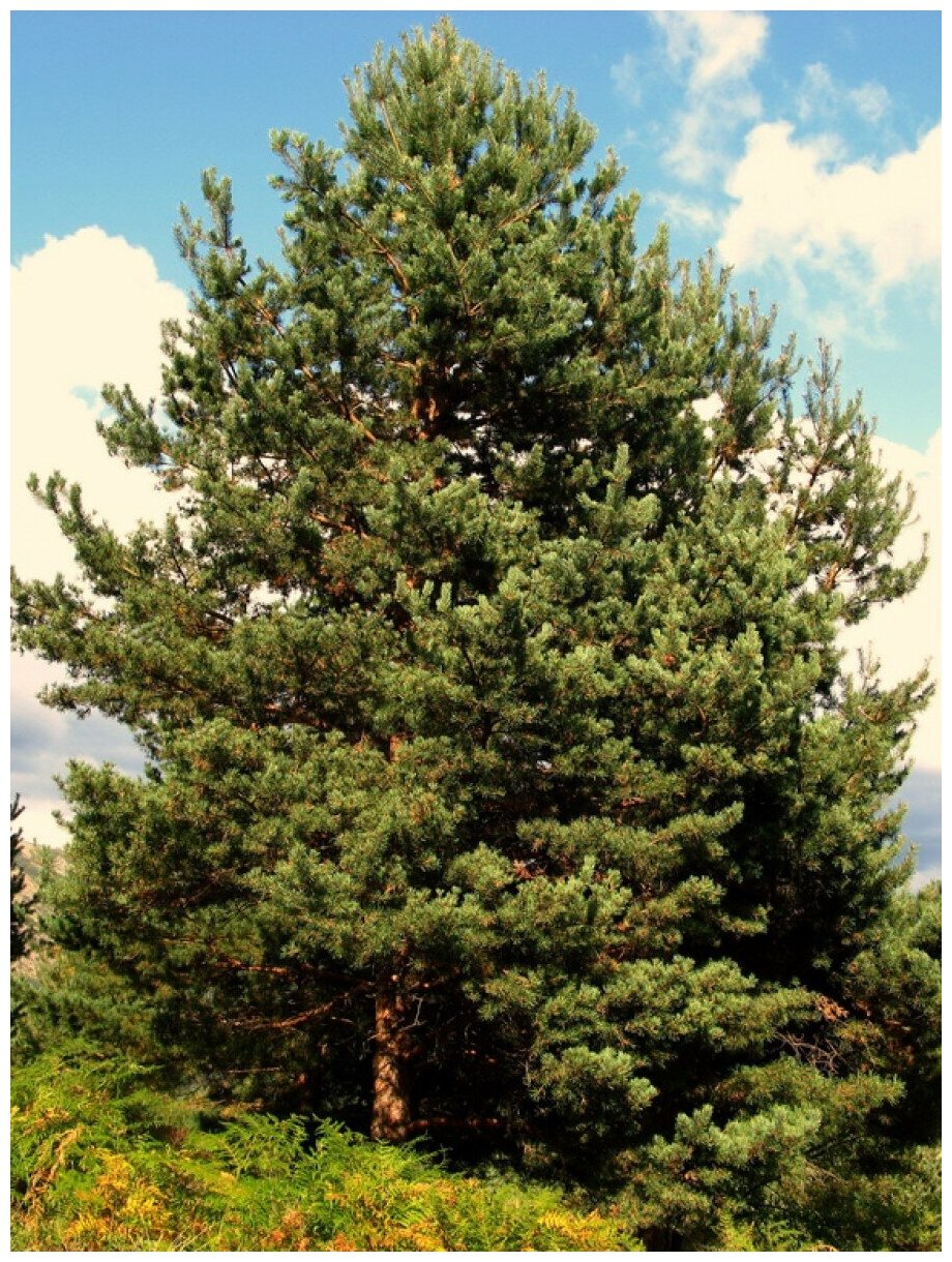 Семена Сосна обыкновенная (Pinus sylvestris) 55 штук