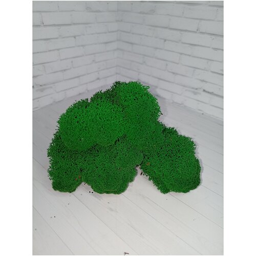 Стабилизированный мох ярко-зеленый 100 г.