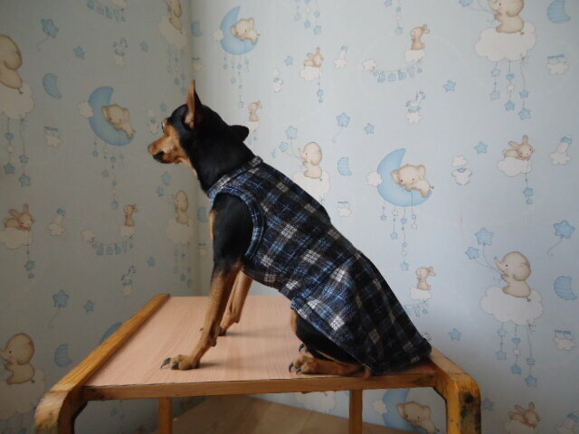Платье для собаки - фотография № 3