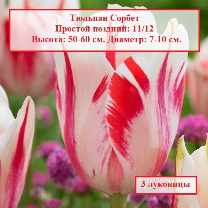 Тюльпан простой поздний Сорбет (3 луковицы) - фотография № 1