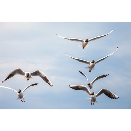 Постер фотография А3 