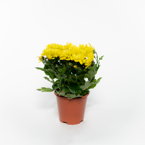 Хризантема микс D13