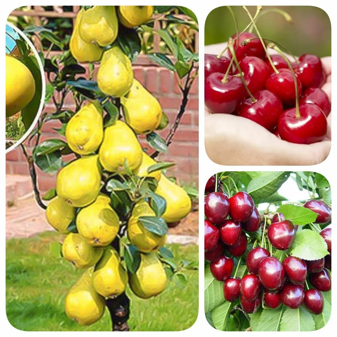 Набор из 3-х сортов саженцев груши колоновидной вишни черешни 