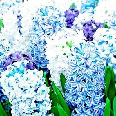Луковицы многолетних цветов Гиацинт "SKY JAKET" 3шт в упаковке "Высший сорт" - фотография № 12