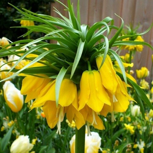 Фритиллярия (рябчик) императорский Лутеа ( Lutea), 1 шт