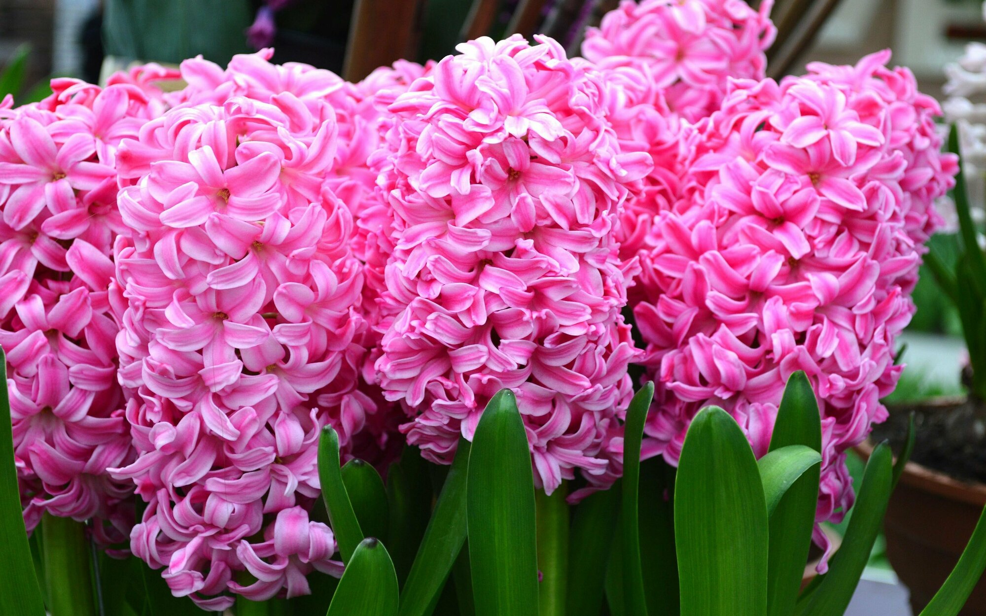 Луковицы многолетних цветов Гиацинт "Pink Pearl" 3шт в упаковке Высший сорт - фотография № 7