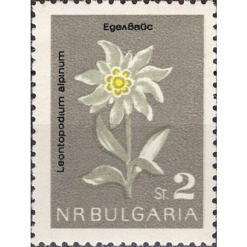 (1963-049) Марка Болгария Эдельвейс альпийский Цветы III O