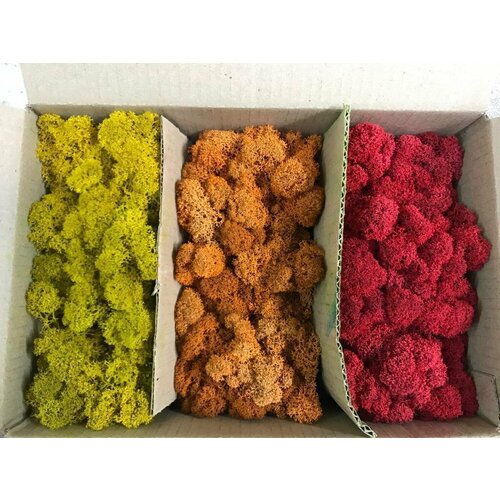 Набор стабилизированного мха 300 гр №6 (желтый, оранжевый, красный)/мох для декора, дизайна, озеленения/лесной, природный мох для хобби и творчества