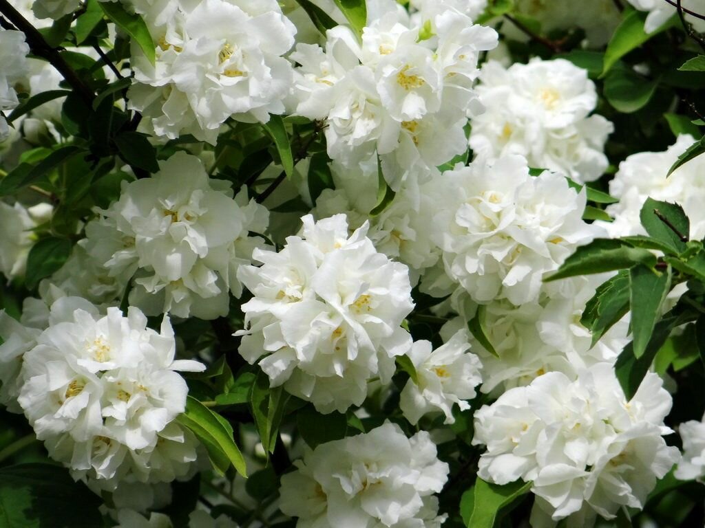 Чубушник (жасмин) Лемуана /саженцы декоративных кустарников/деревьев