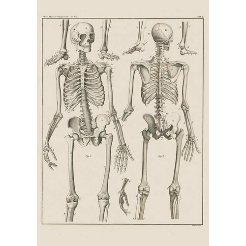 Плакат, постер на бумаге анатомический, медицинский принт. Строение человека. Скелет человека с 2-х сторон. Размер 21 х 30 см