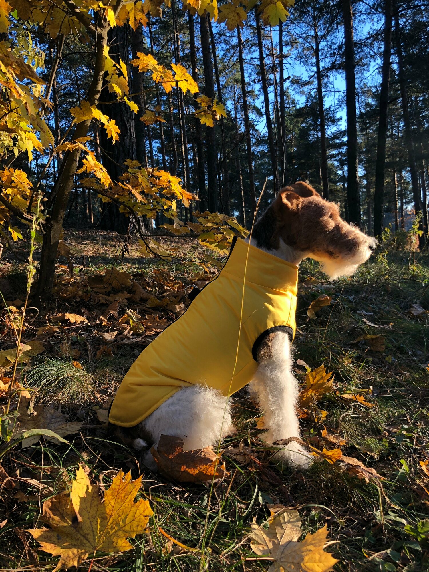 Жилет для собак зимний на молнии, желтый, размер М - фотография № 4