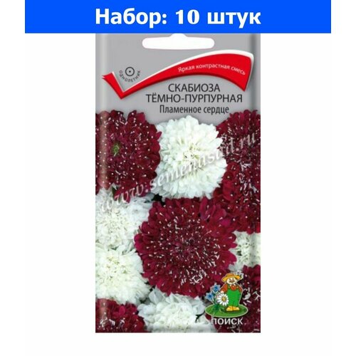 Скабиоза Пламенное Сердце темно-пурпурная 10шт Одн 90см (Поиск) - 10 пачек семян